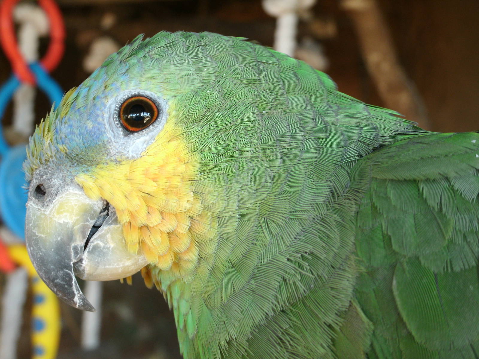 Mixed images of different animals at Mediterraneo Marine Park, Malta