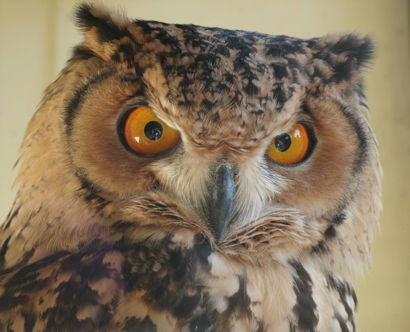 Mixed images of different animals at Mediterraneo Marine Park, Malta