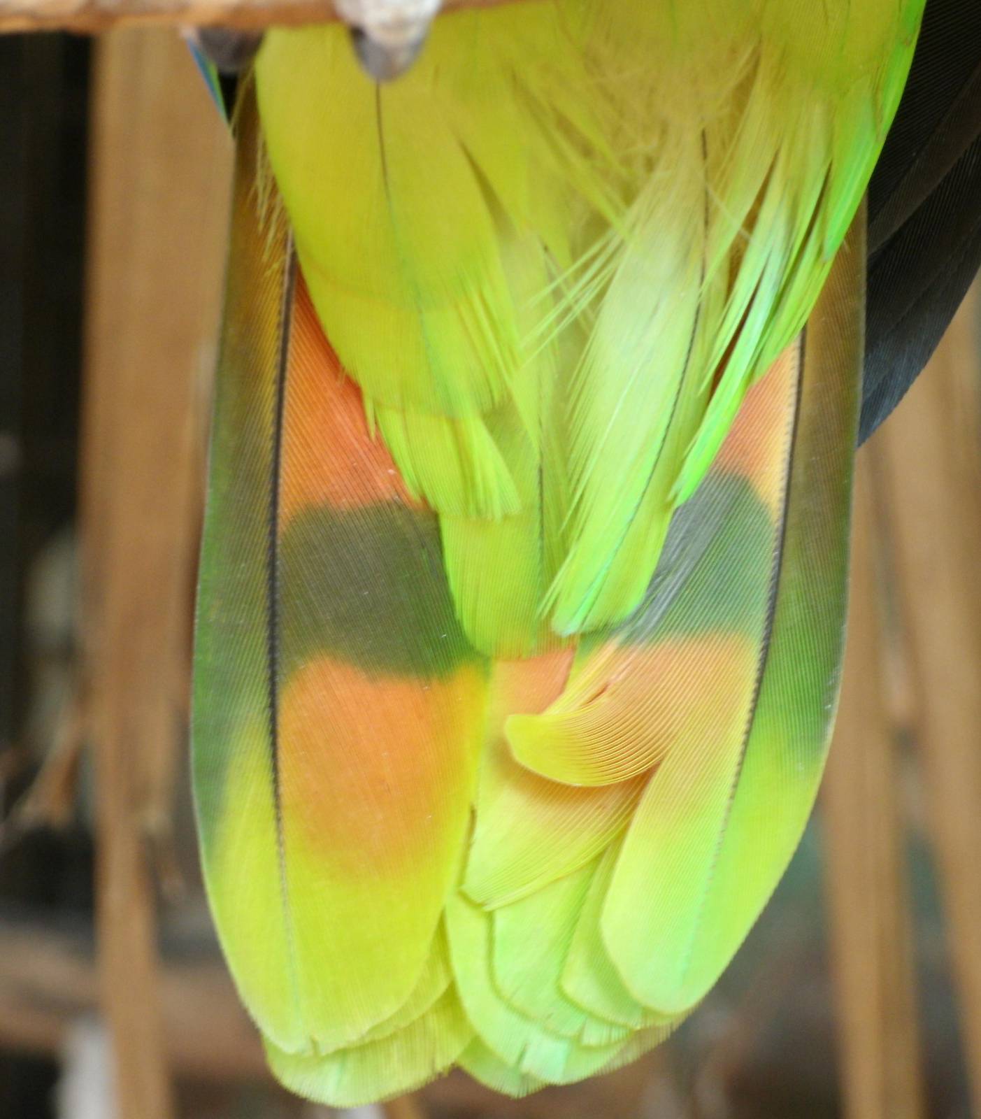 Mixed images of different animals at Mediterraneo Marine Park, Malta