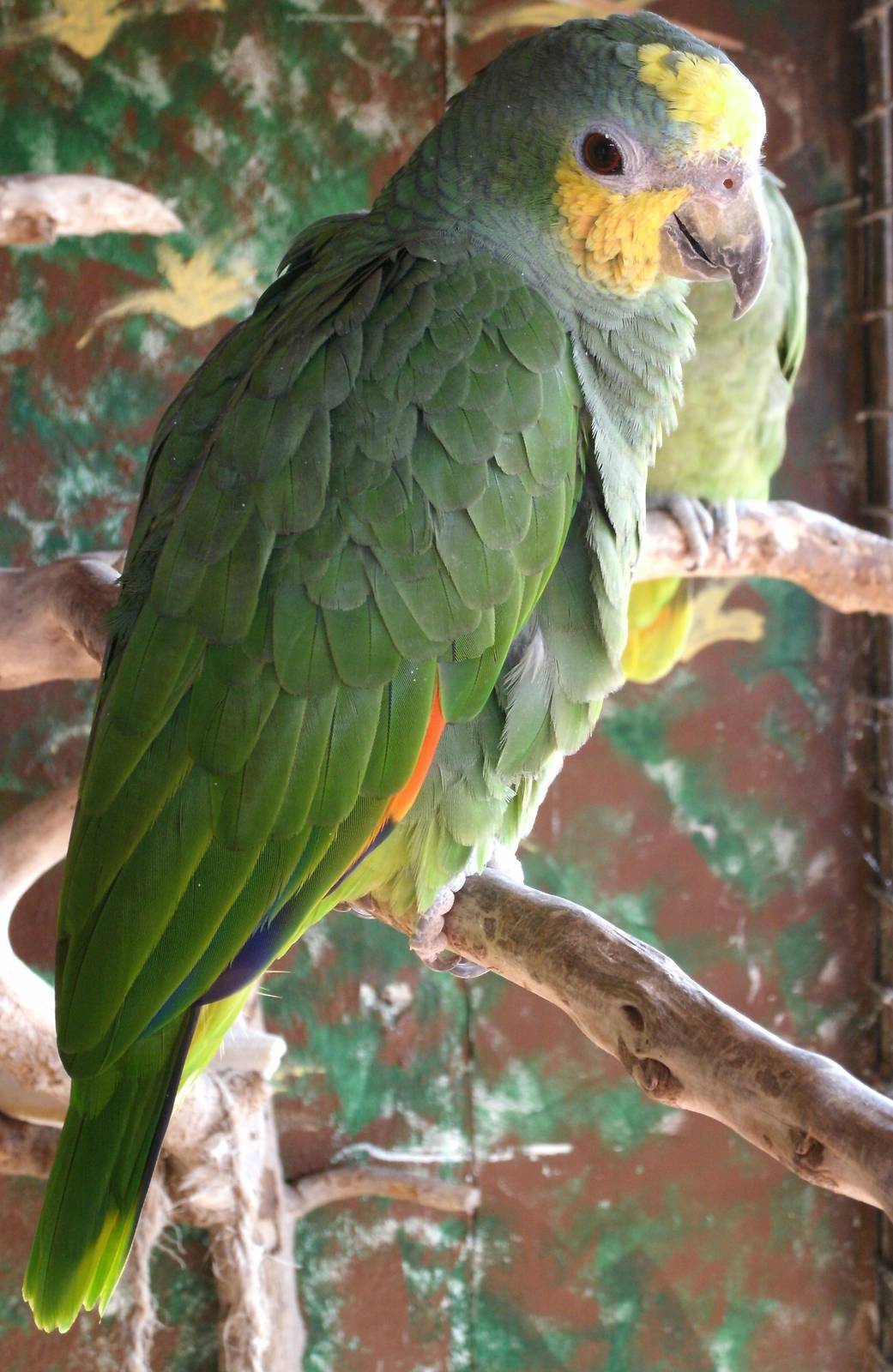 Mixed images of different animals at Mediterraneo Marine Park, Malta