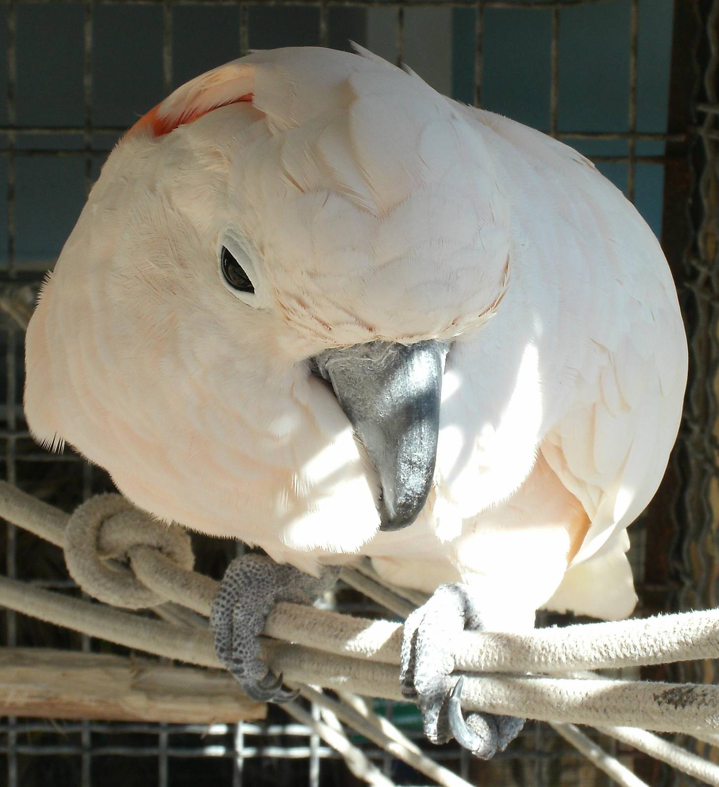 Mixed images of different animals at Mediterraneo Marine Park, Malta