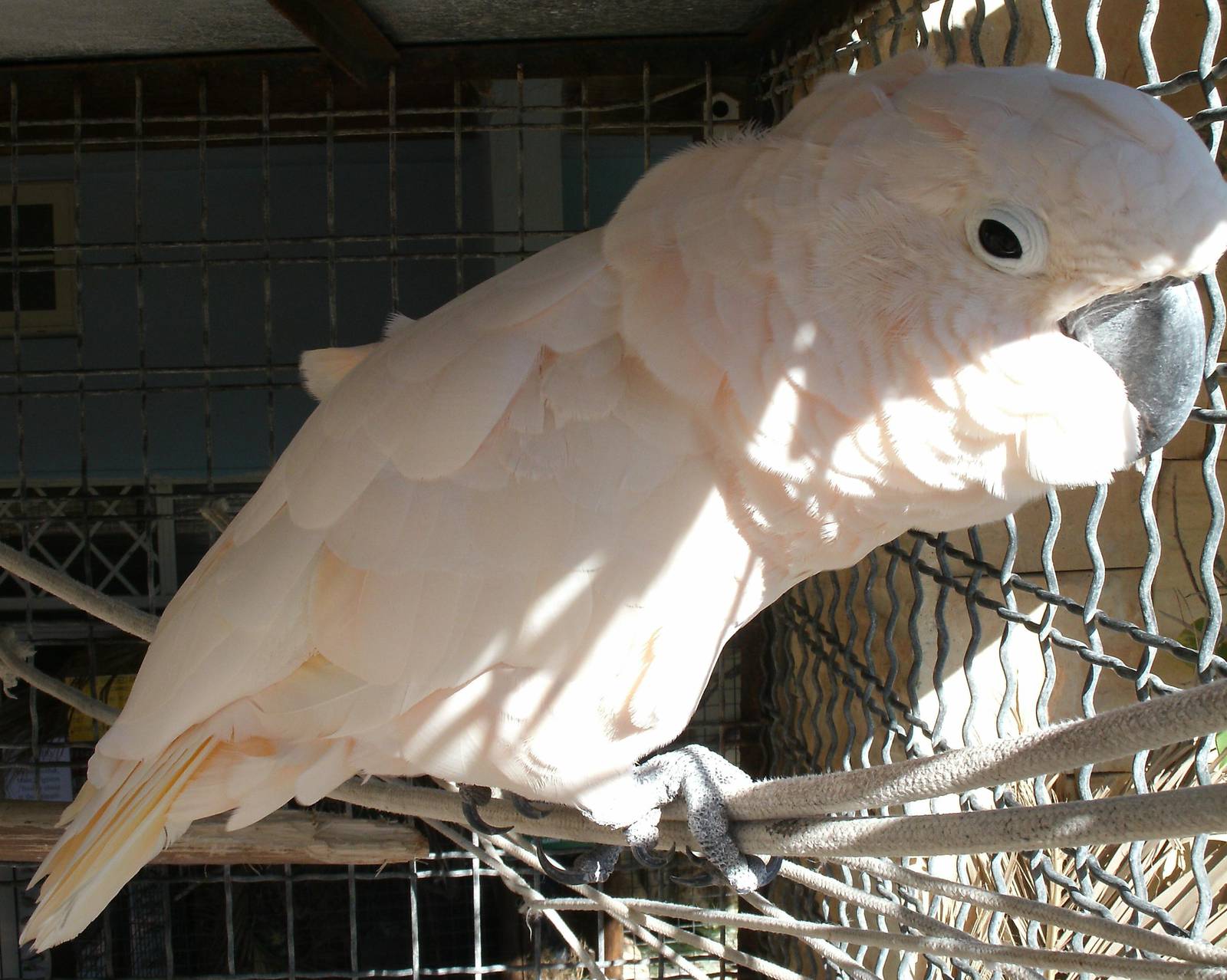 Mixed images of different animals at Mediterraneo Marine Park, Malta
