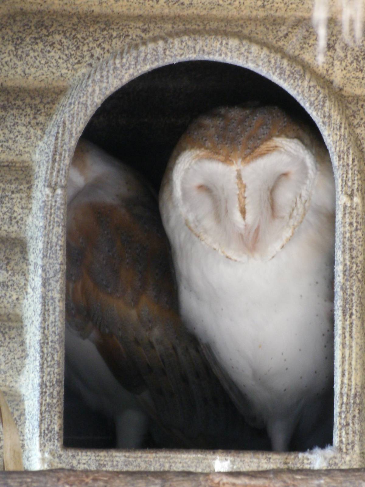 Mixed images of different animals at Mediterraneo Marine Park, Malta