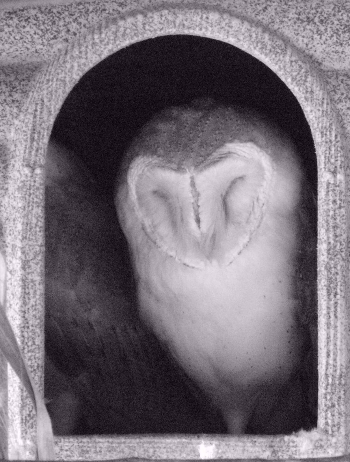 Mixed images of different animals at Mediterraneo Marine Park, Malta