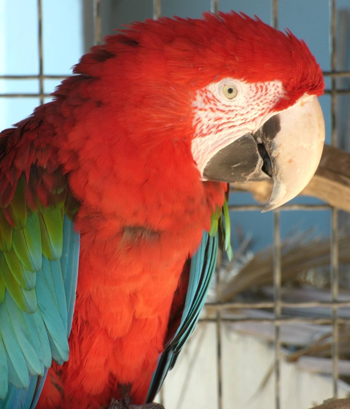 Mixed images of different animals at Mediterraneo Marine Park, Malta