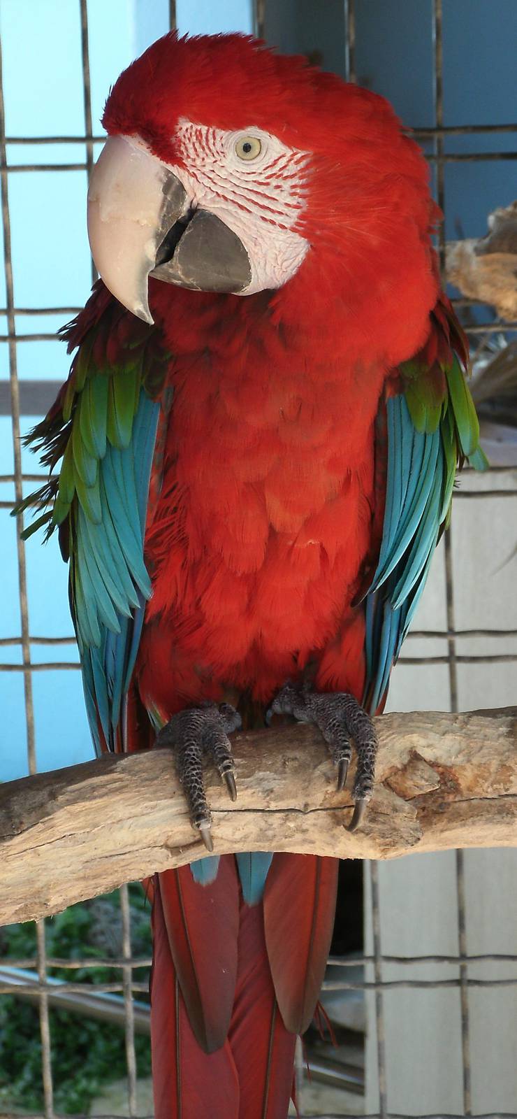 Mixed images of different animals at Mediterraneo Marine Park, Malta