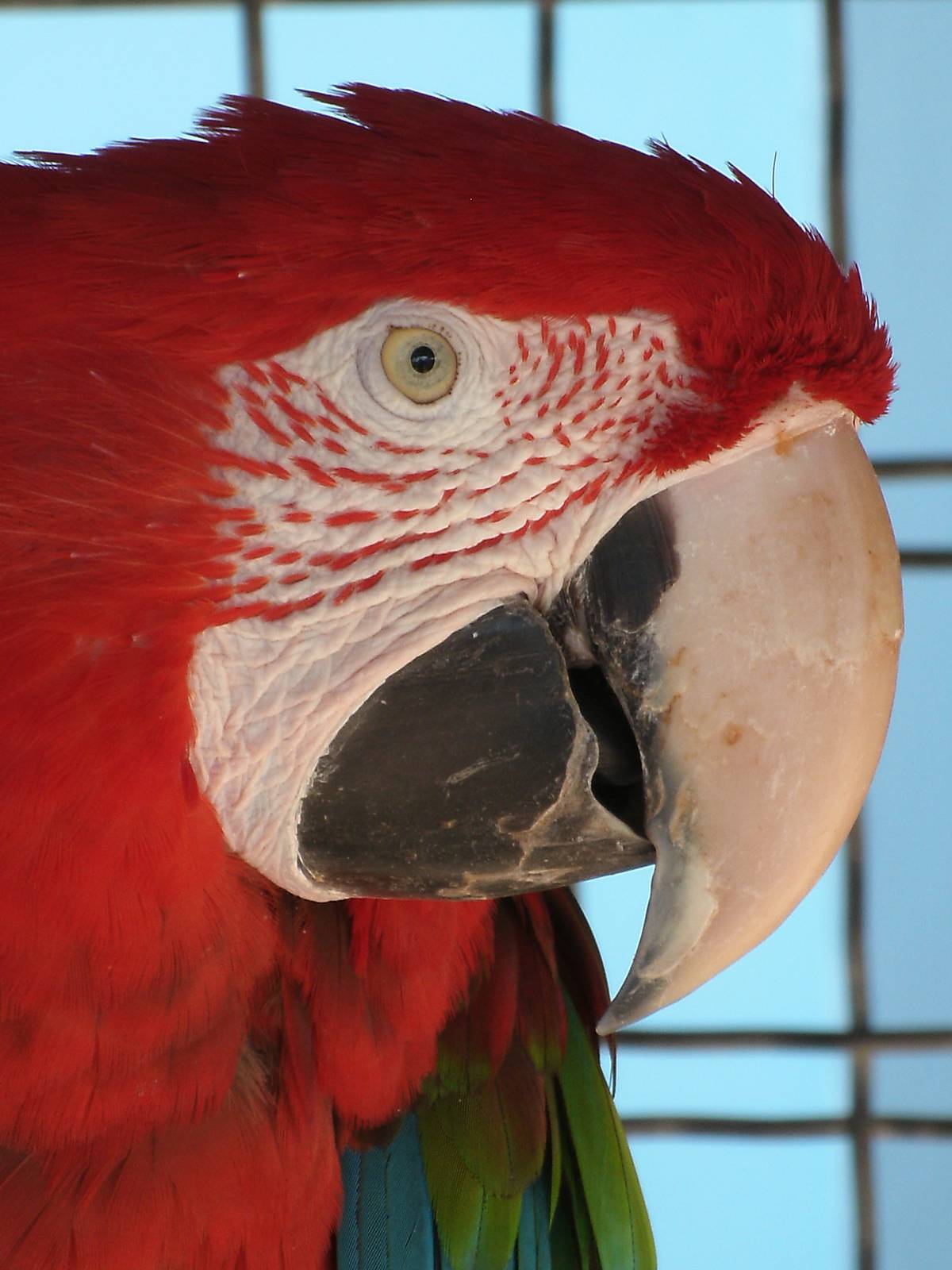 Mixed images of different animals at Mediterraneo Marine Park, Malta