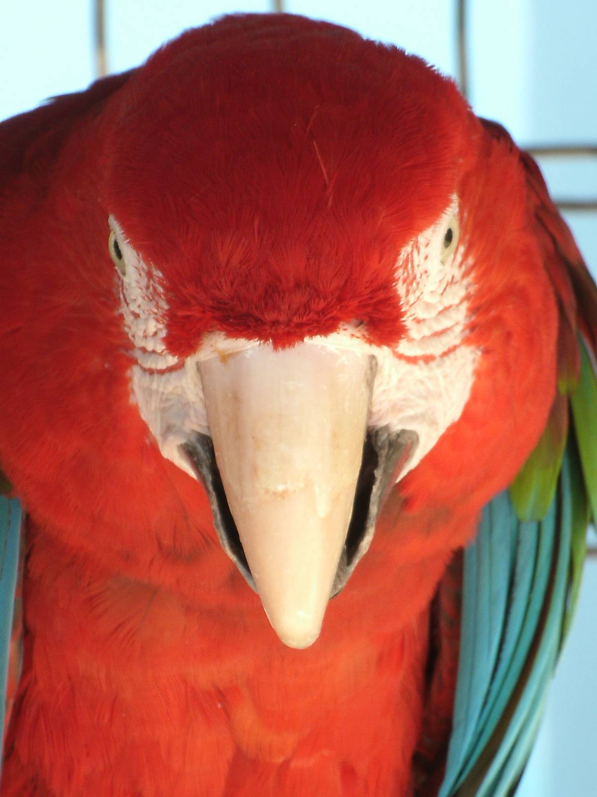 Mixed images of different animals at Mediterraneo Marine Park, Malta