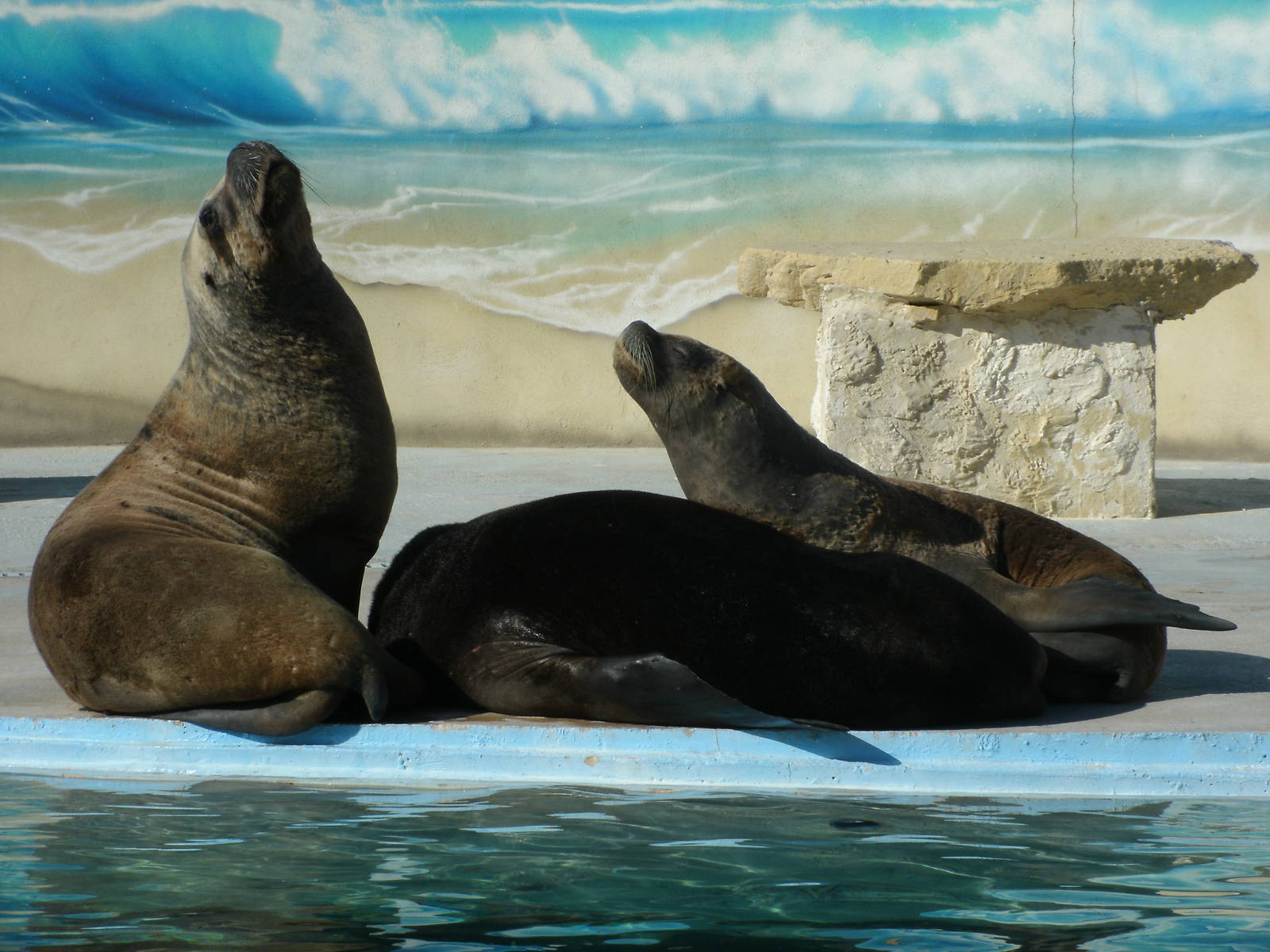 Mixed images of different animals at Mediterraneo Marine Park, Malta