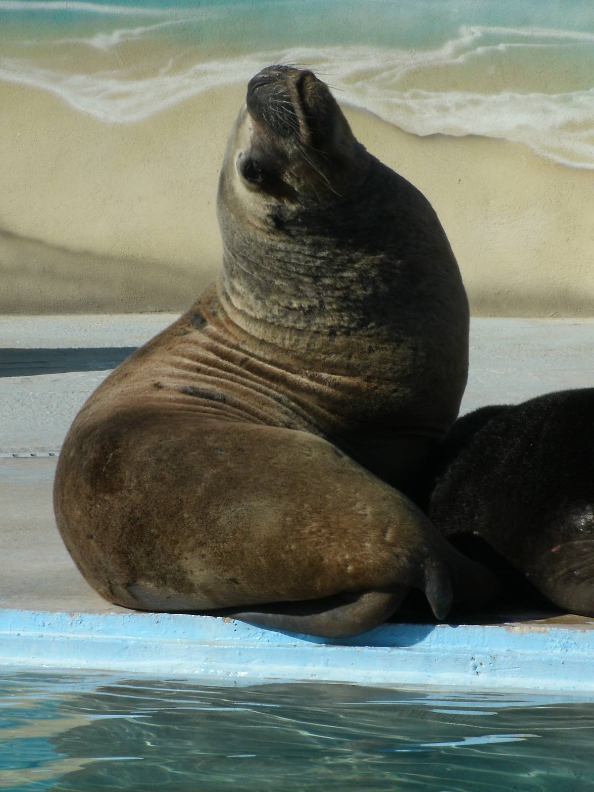 Mixed images of different animals at Mediterraneo Marine Park, Malta