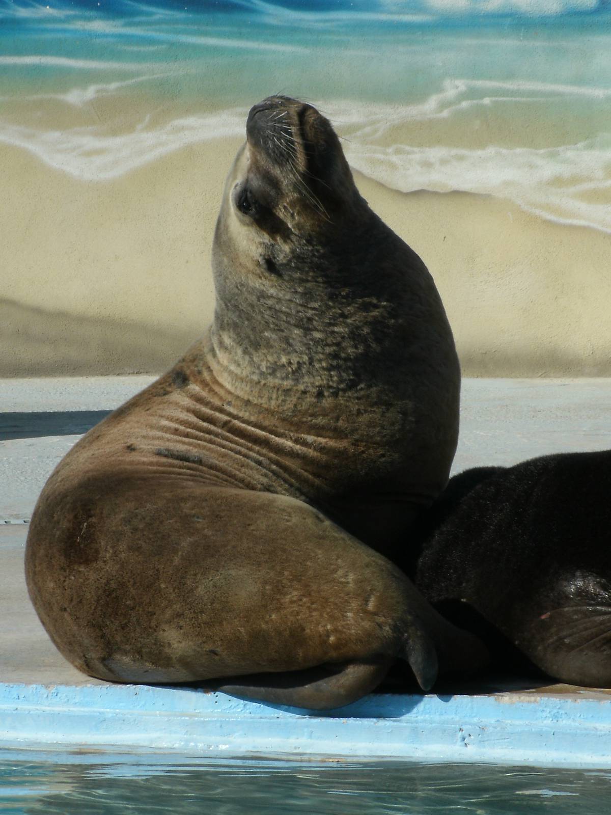 Mixed images of different animals at Mediterraneo Marine Park, Malta