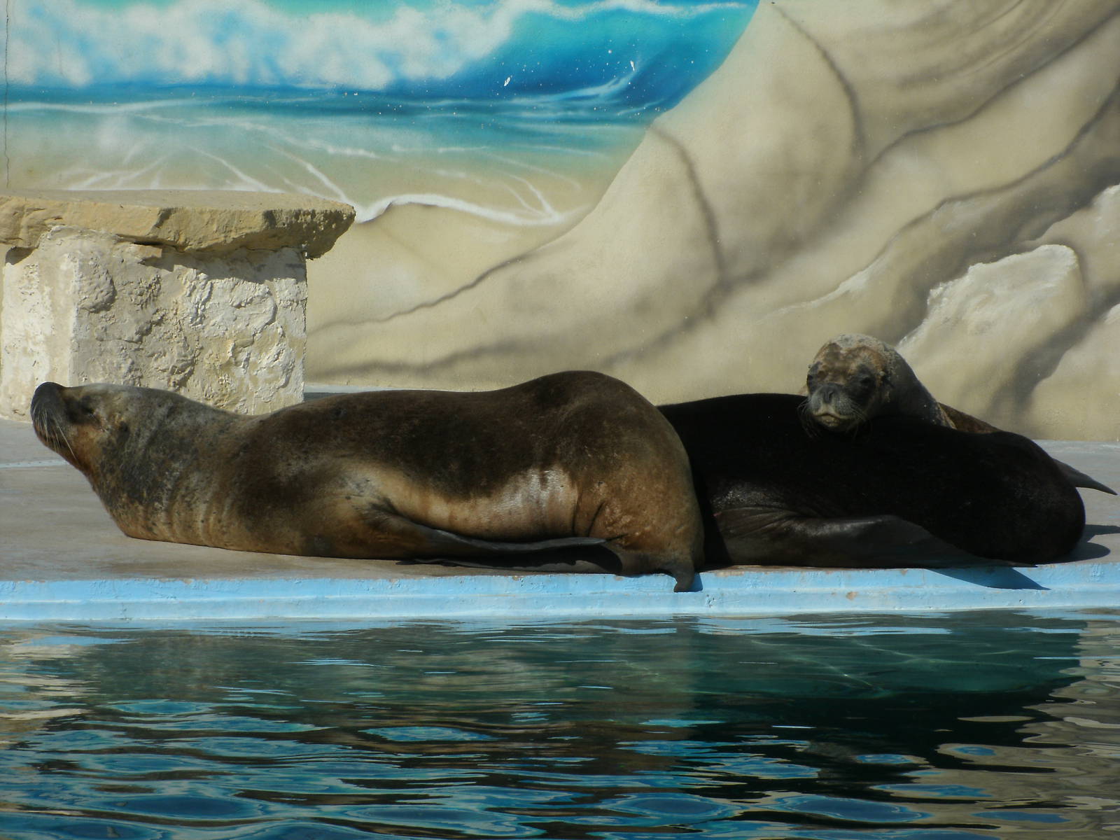 Mixed images of different animals at Mediterraneo Marine Park, Malta