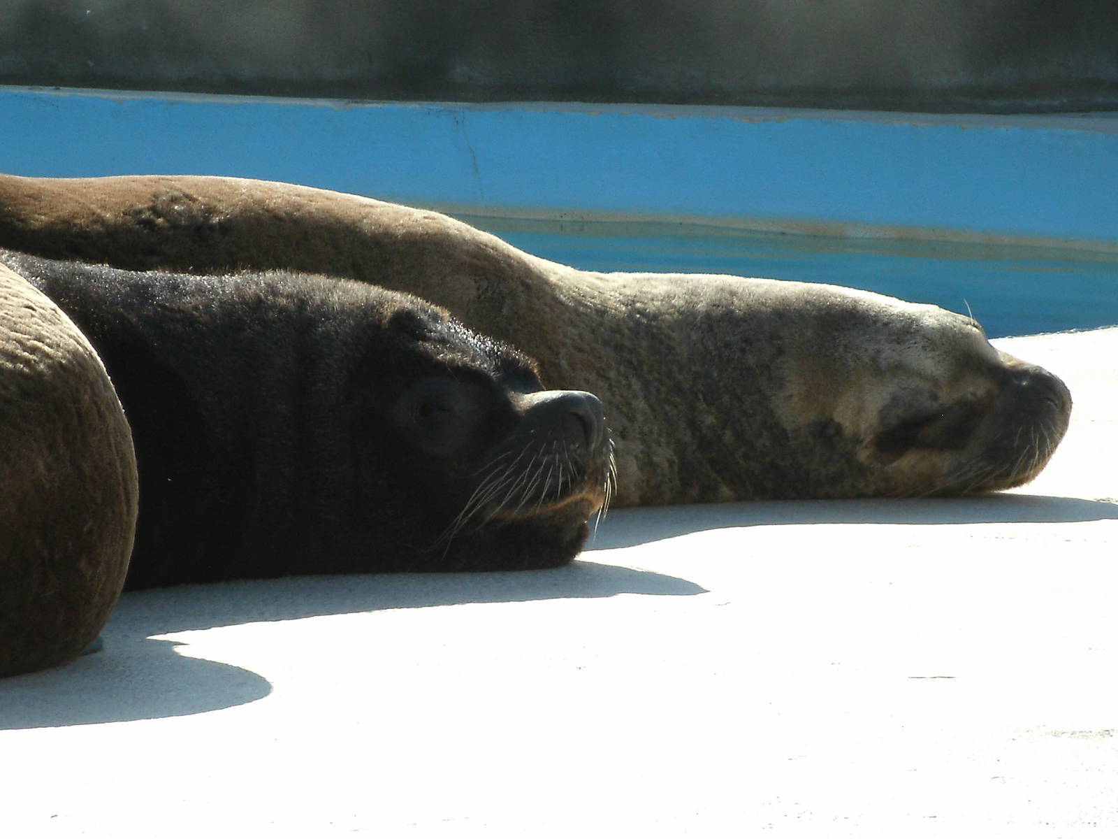 Mixed images of different animals at Mediterraneo Marine Park, Malta