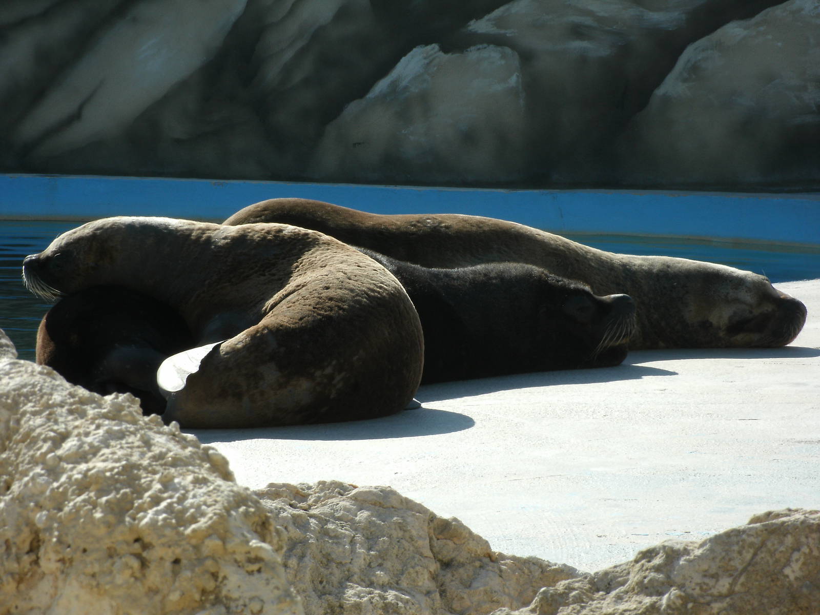 Mixed images of different animals at Mediterraneo Marine Park, Malta