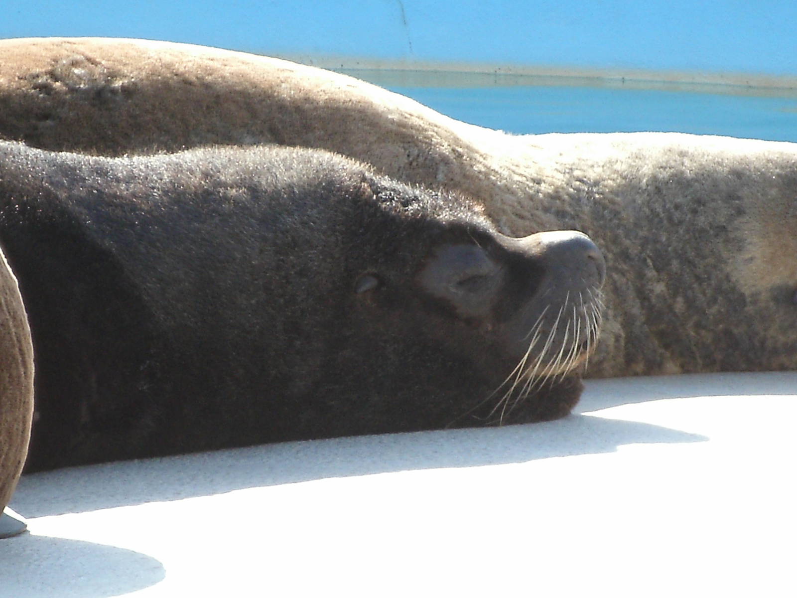 Mixed images of different animals at Mediterraneo Marine Park, Malta