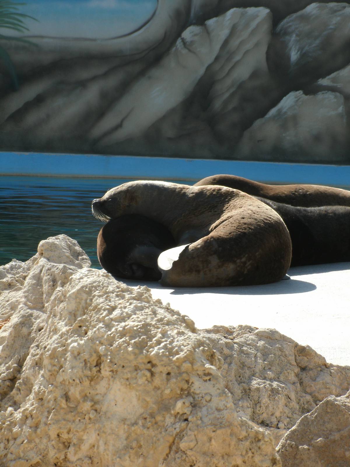 Mixed images of different animals at Mediterraneo Marine Park, Malta