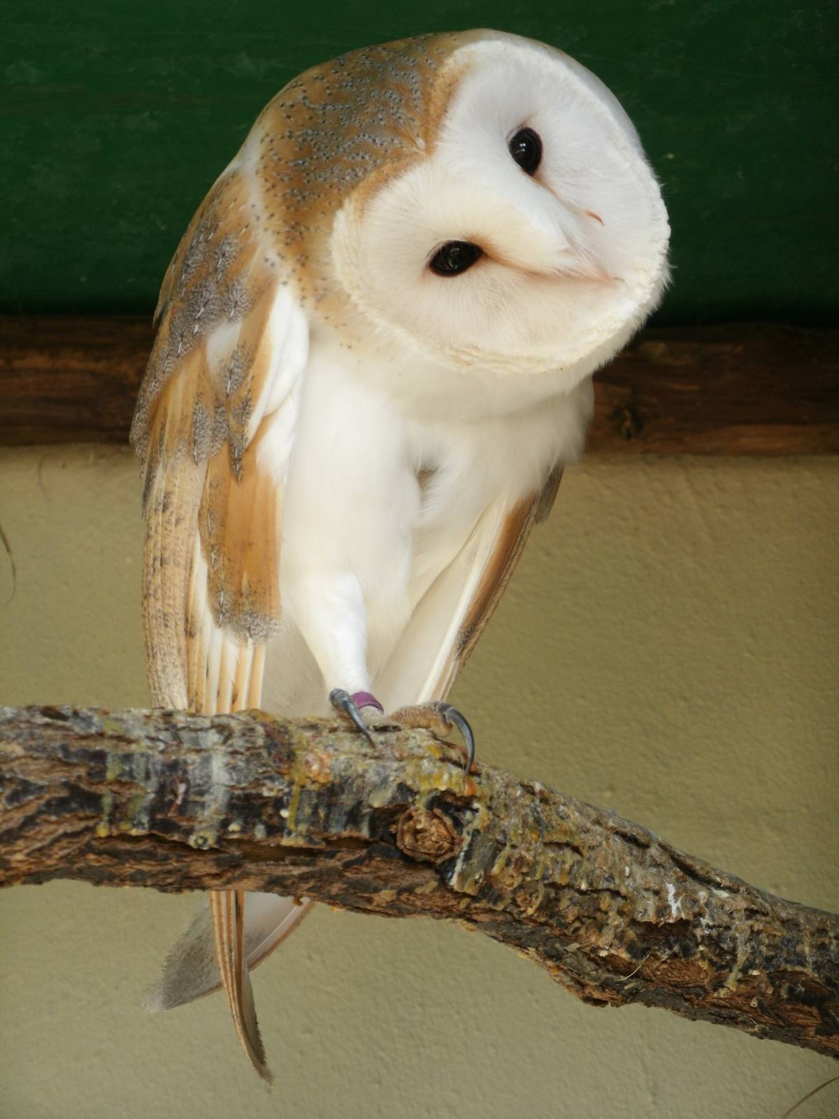 Mixed images of different animals at Mediterraneo Marine Park, Malta