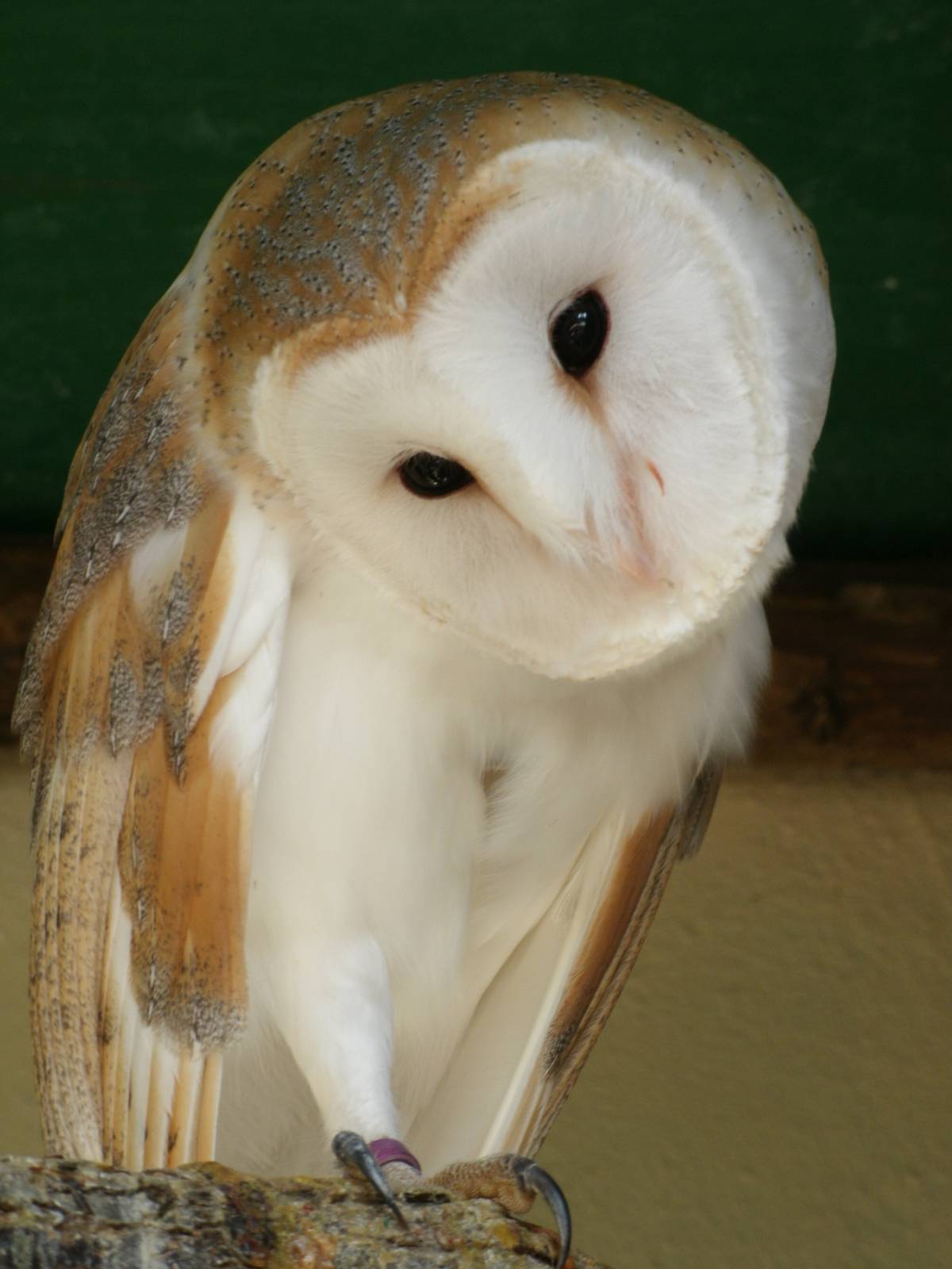 Mixed images of different animals at Mediterraneo Marine Park, Malta
