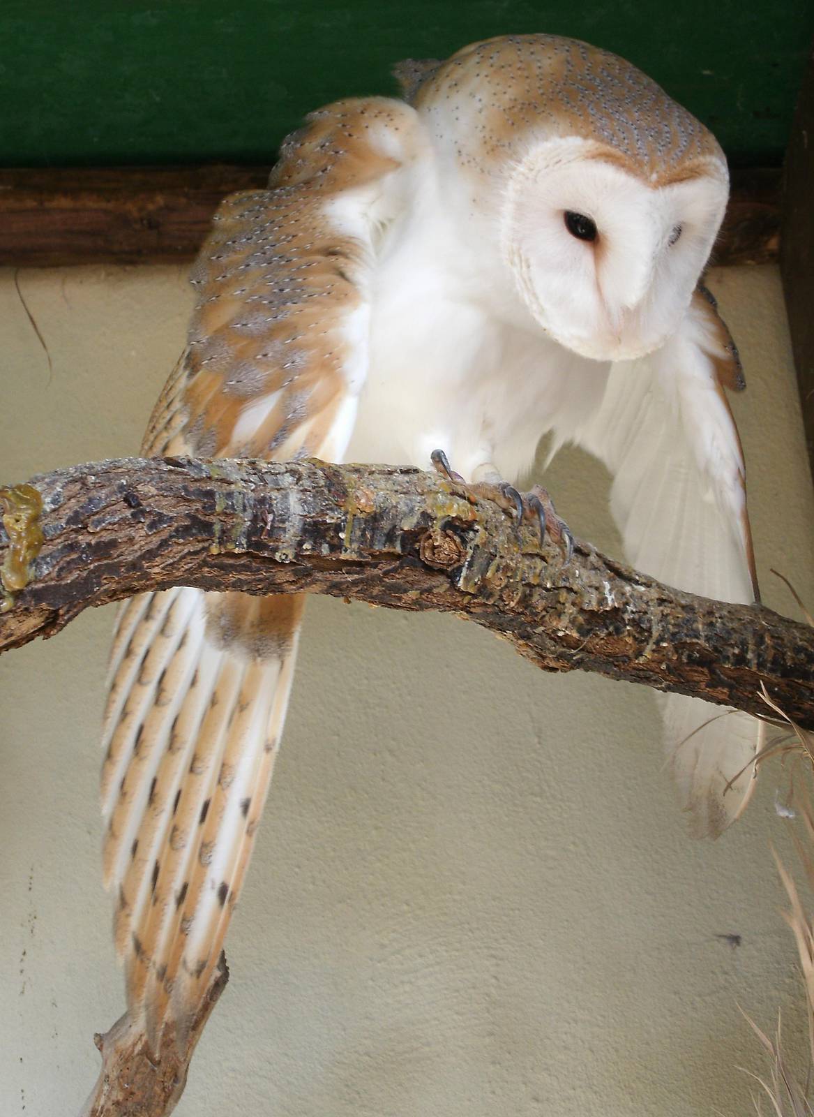 Mixed images of different animals at Mediterraneo Marine Park, Malta