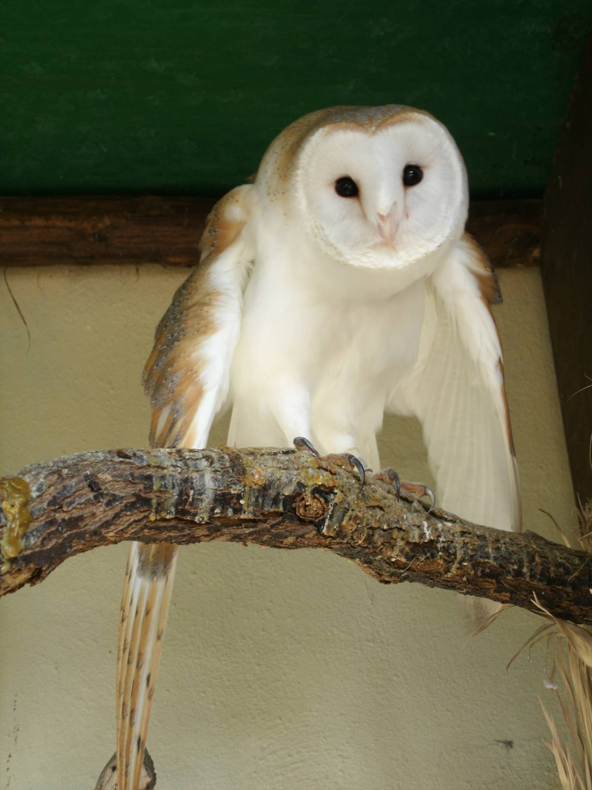 Mixed images of different animals at Mediterraneo Marine Park, Malta