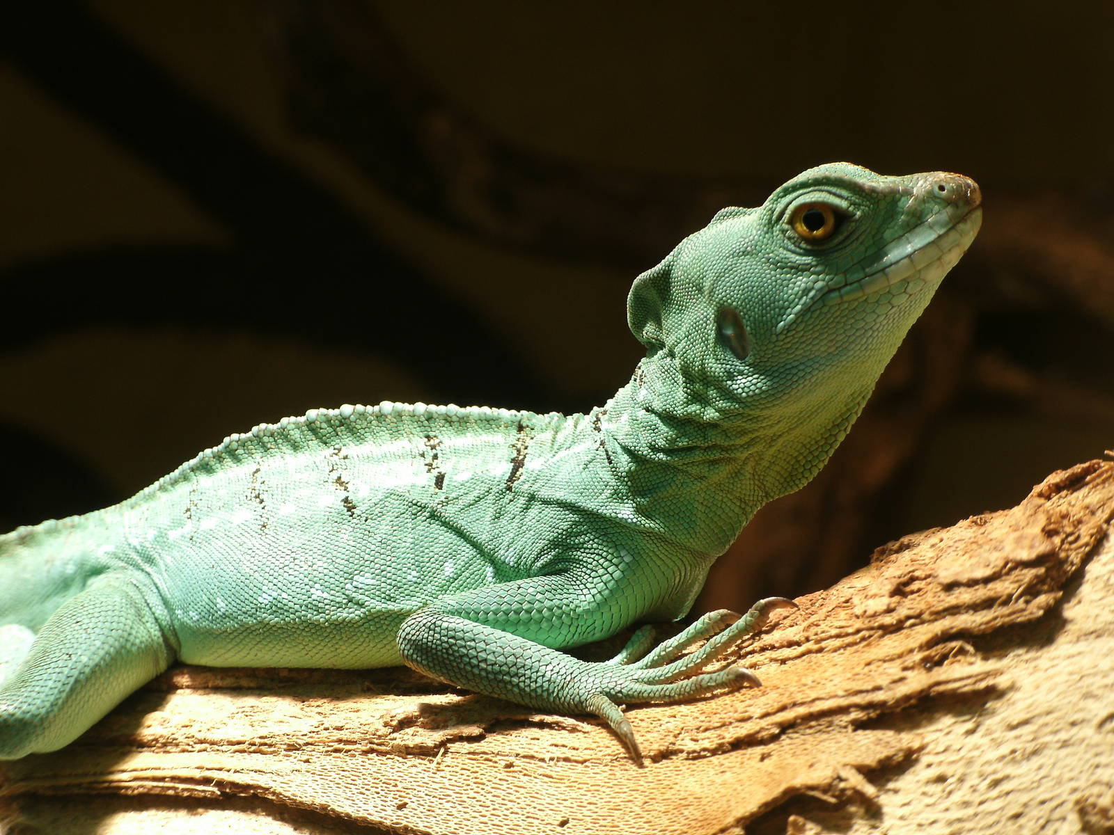 Mixed images of different animals at Mediterraneo Marine Park, Malta