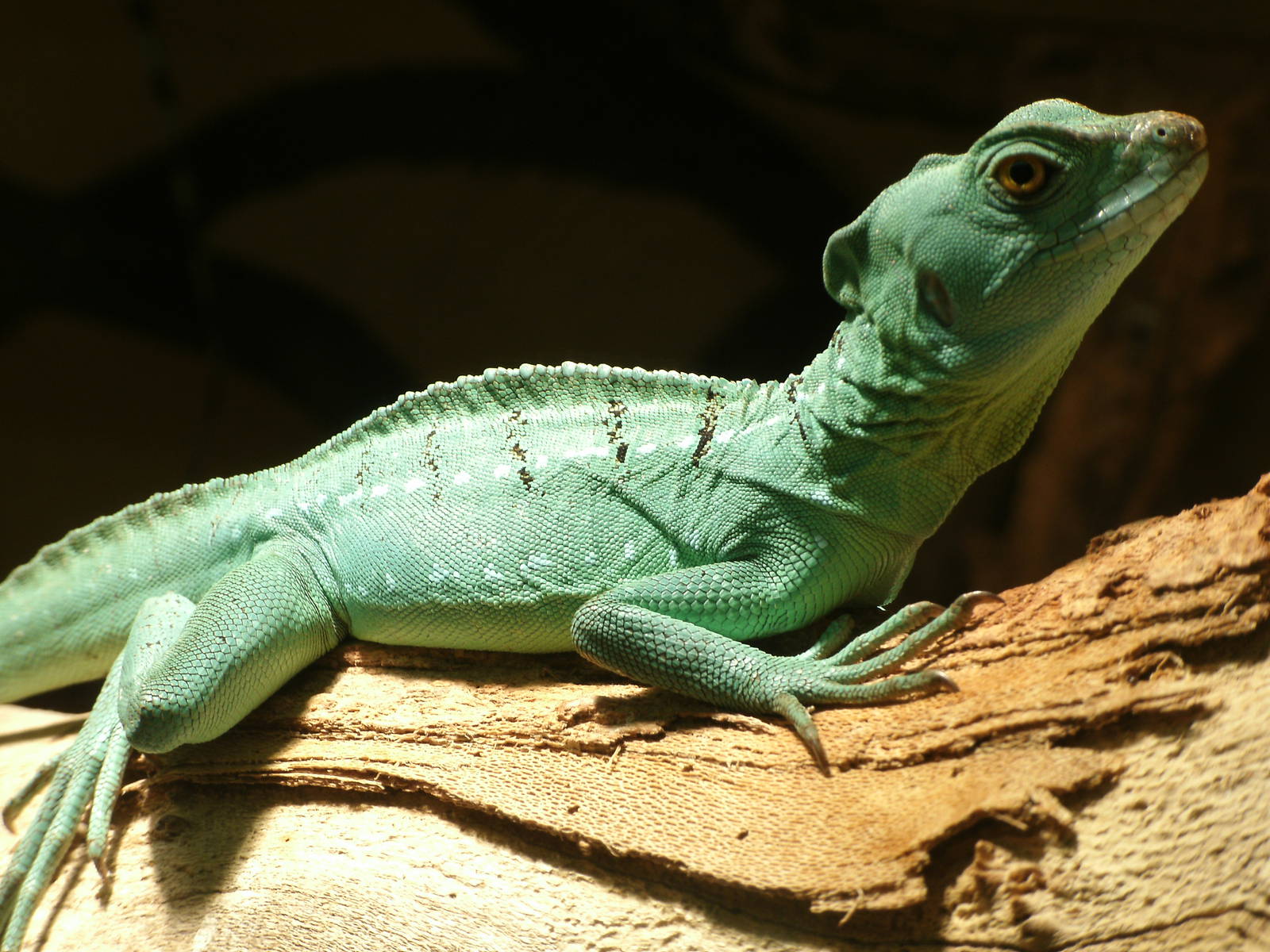 Mixed images of different animals at Mediterraneo Marine Park, Malta