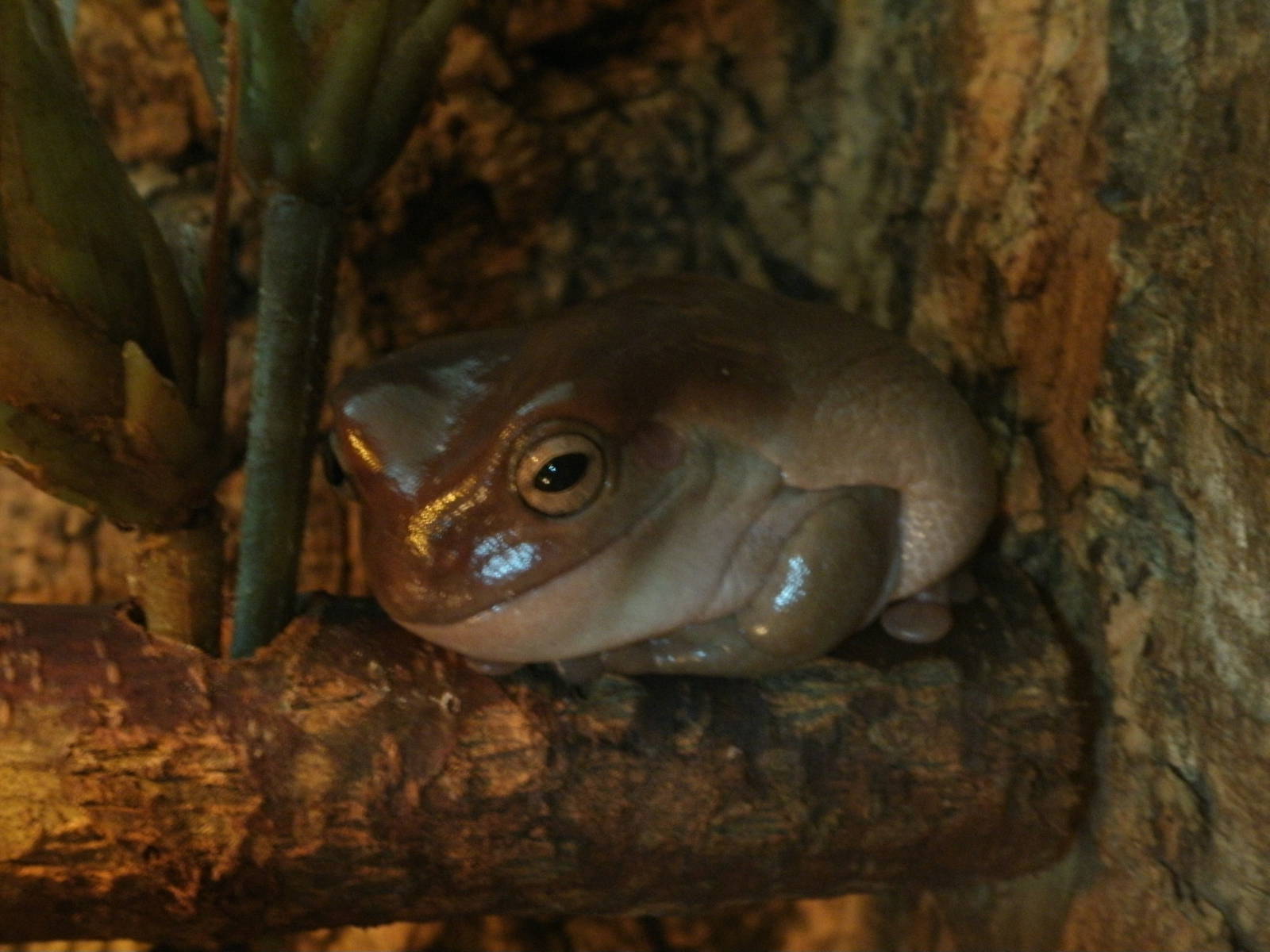 Mixed images of different animals at Mediterraneo Marine Park, Malta