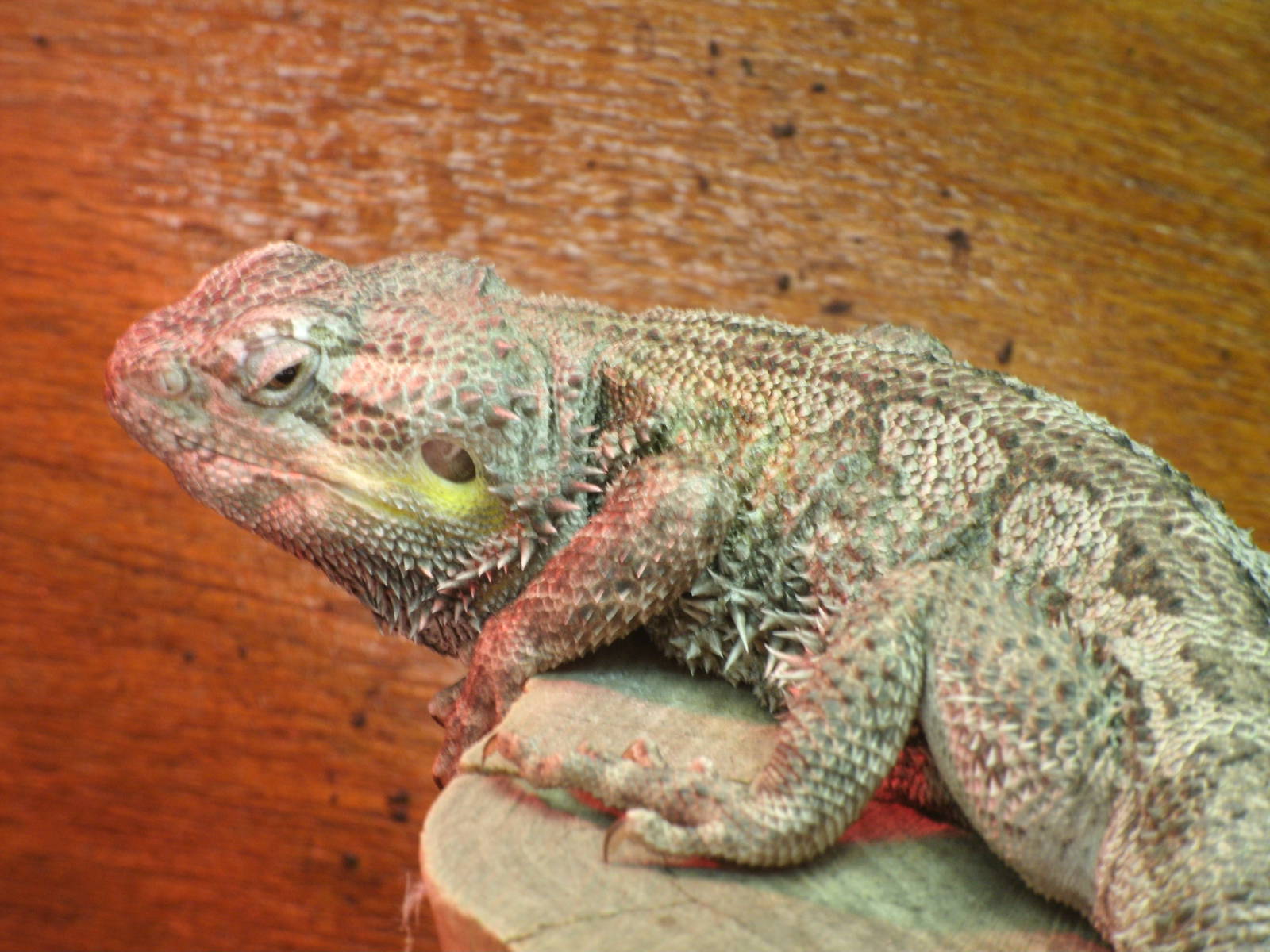 Mixed images of different animals at Mediterraneo Marine Park, Malta