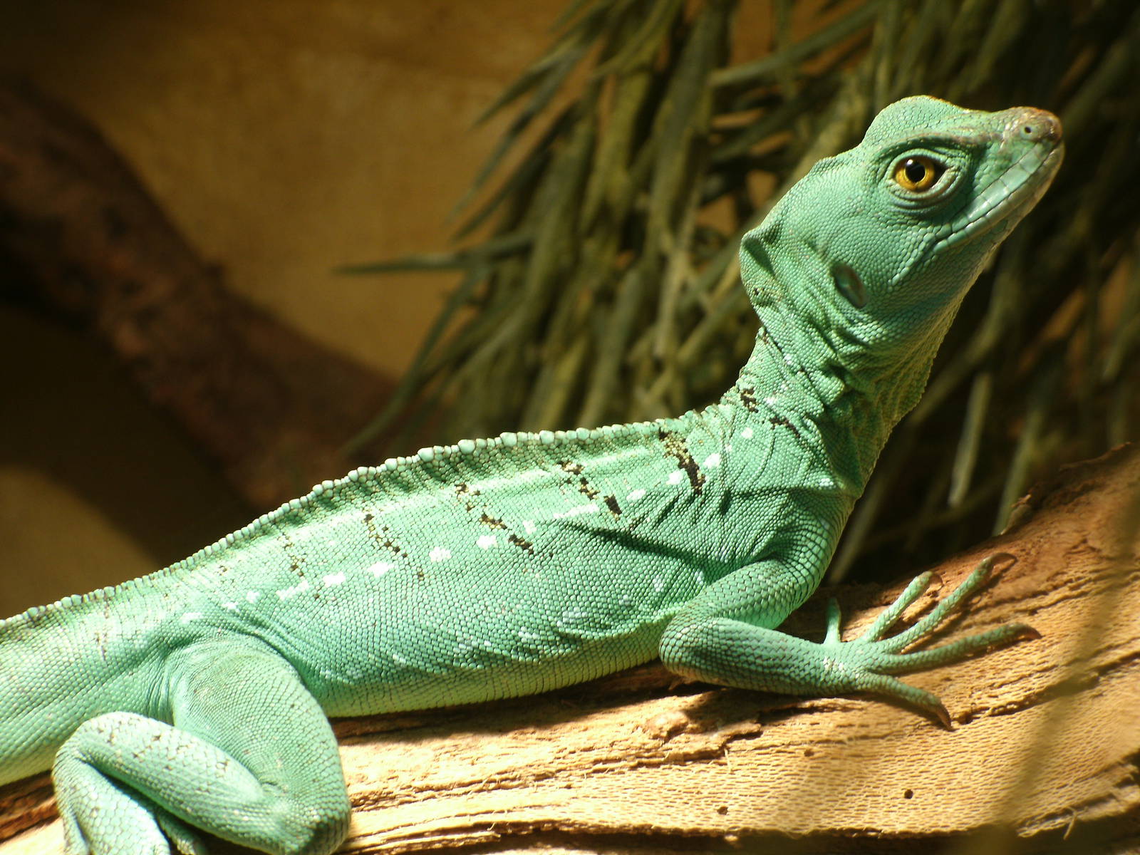 Mixed images of different animals at Mediterraneo Marine Park, Malta