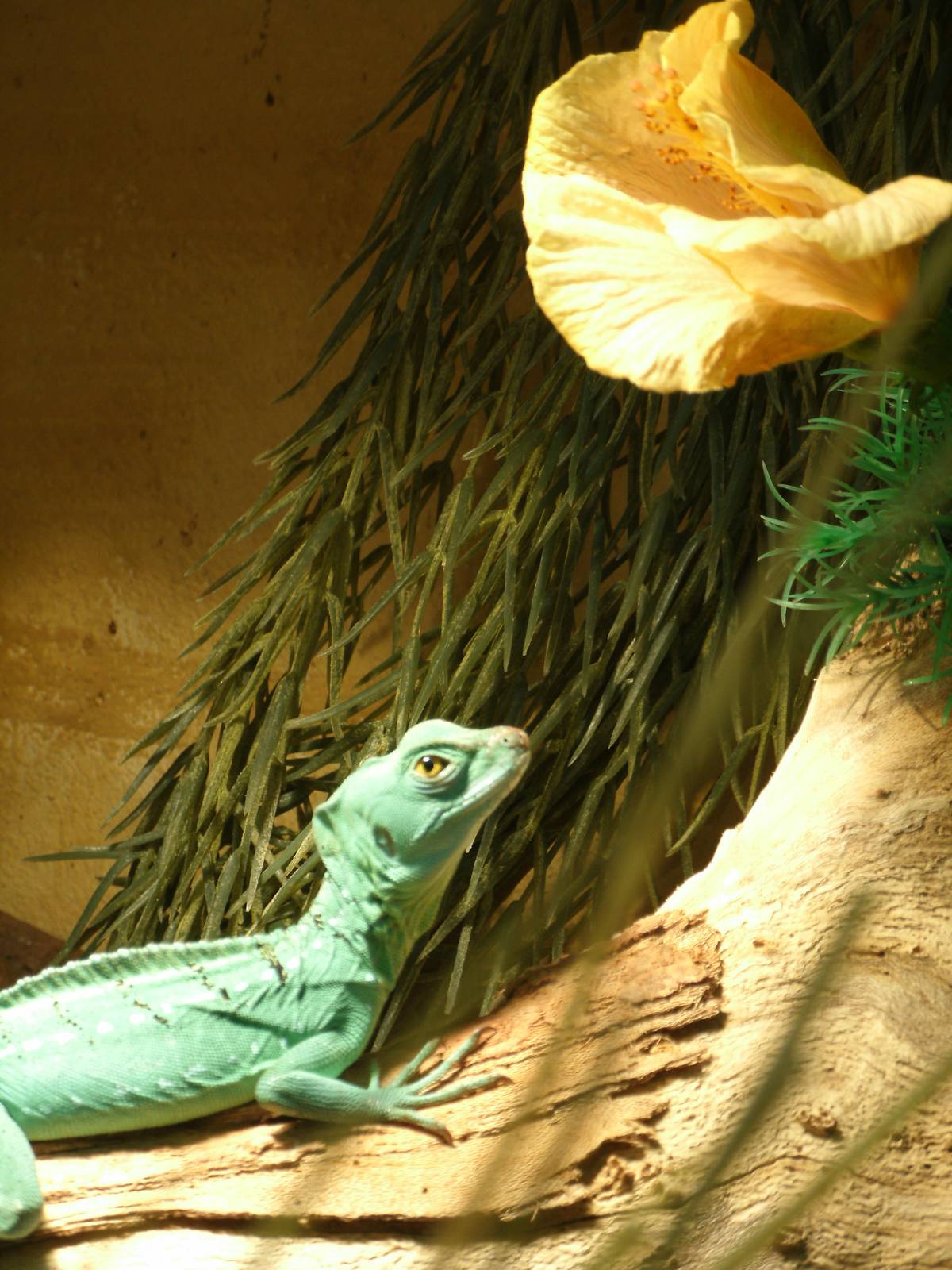 Mixed images of different animals at Mediterraneo Marine Park, Malta