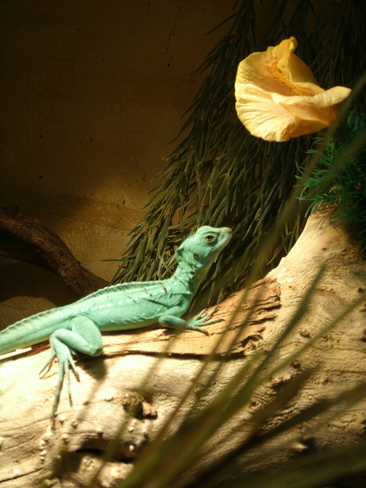 Mixed images of different animals at Mediterraneo Marine Park, Malta