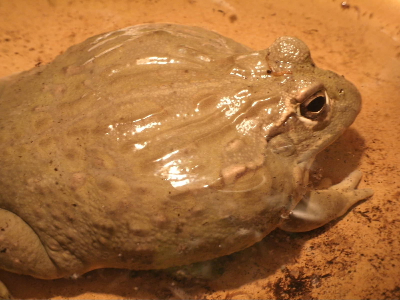 Mixed images of different animals at Mediterraneo Marine Park, Malta