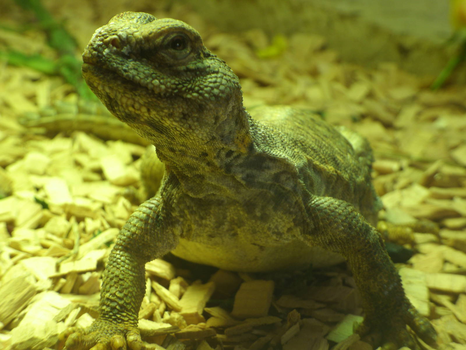 Mixed images of different animals at Mediterraneo Marine Park, Malta