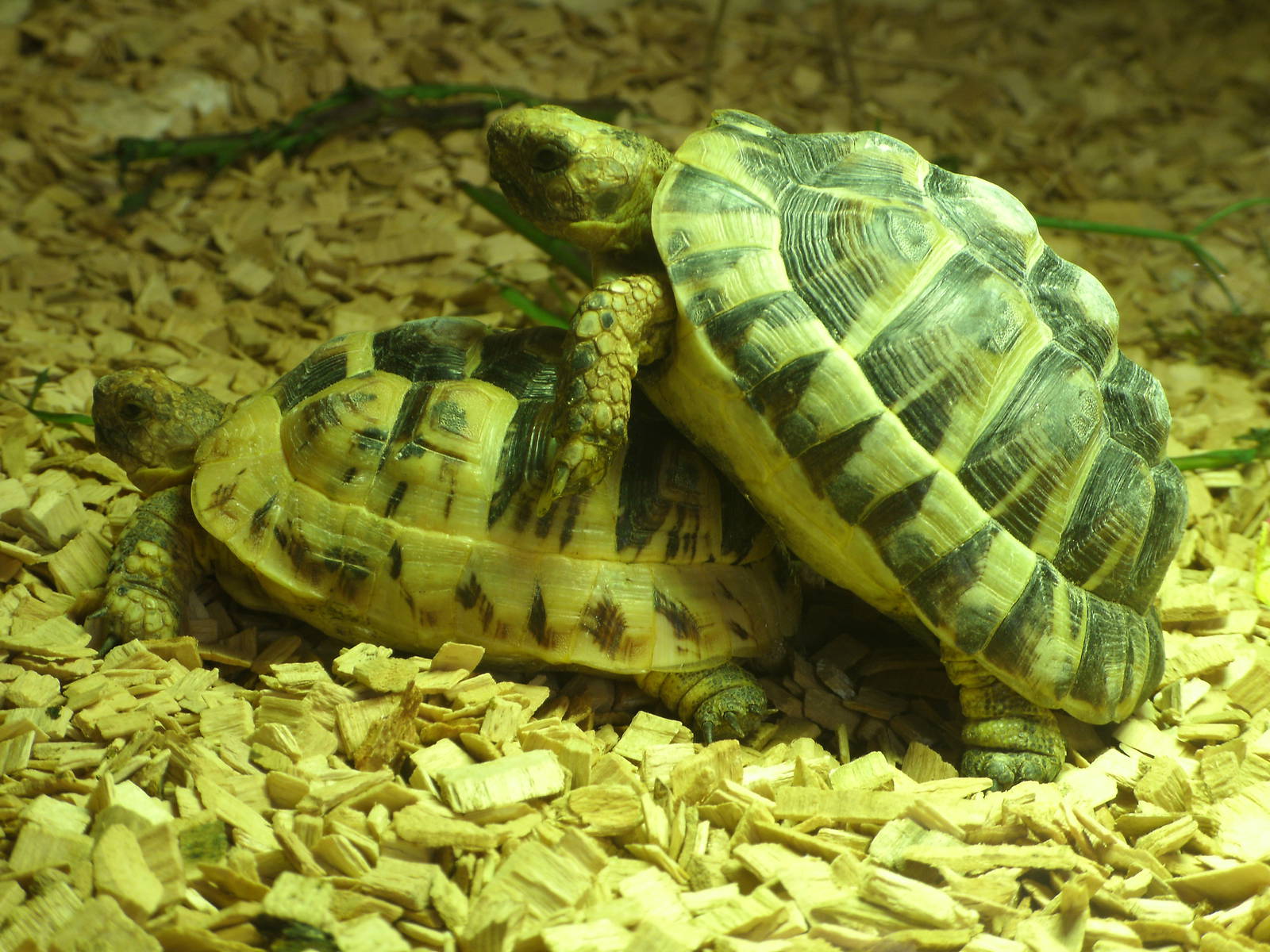 Mixed images of different animals at Mediterraneo Marine Park, Malta