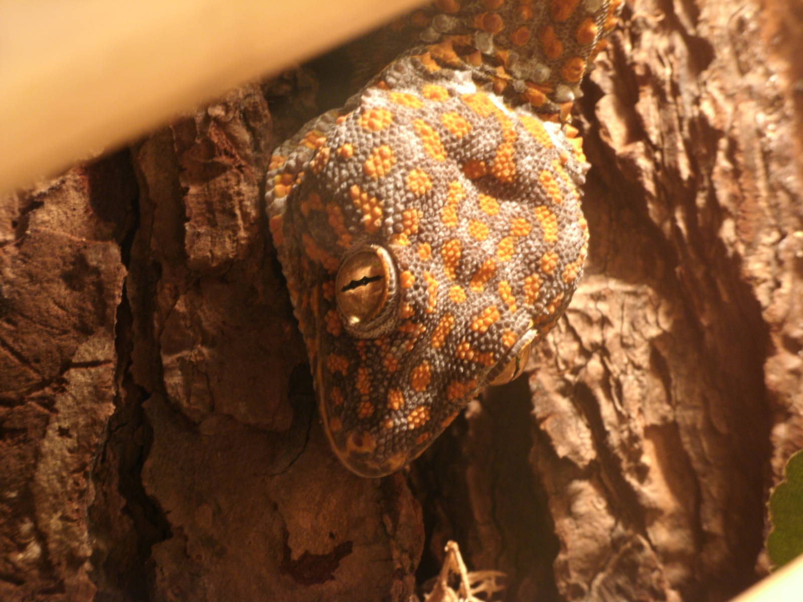 Mixed images of different animals at Mediterraneo Marine Park, Malta