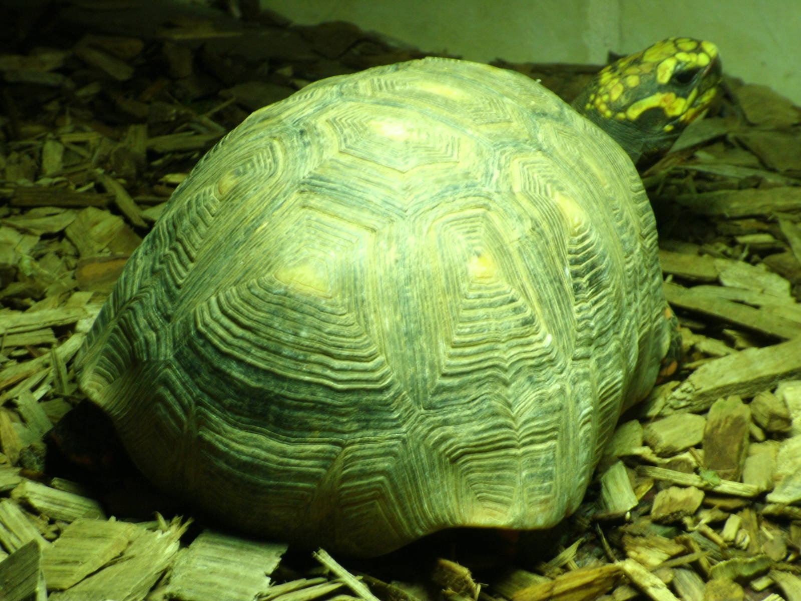 Mixed images of different animals at Mediterraneo Marine Park, Malta