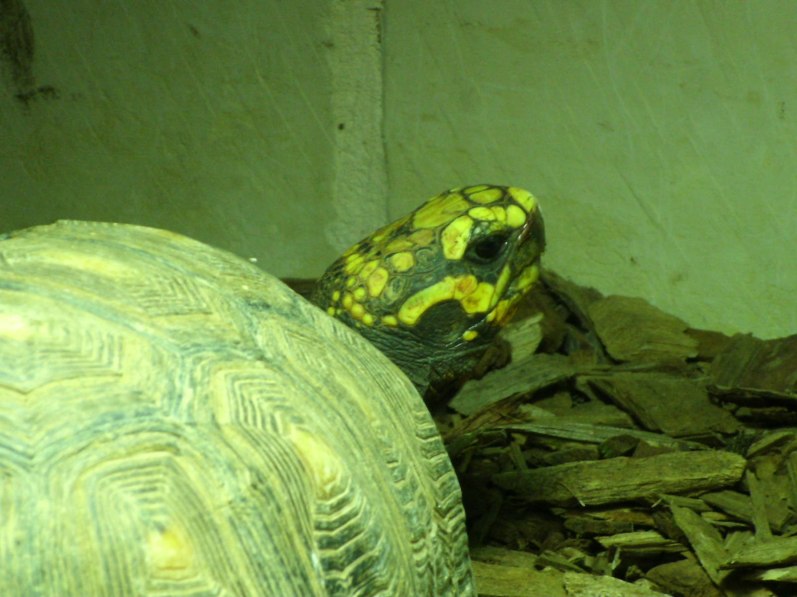 Mixed images of different animals at Mediterraneo Marine Park, Malta