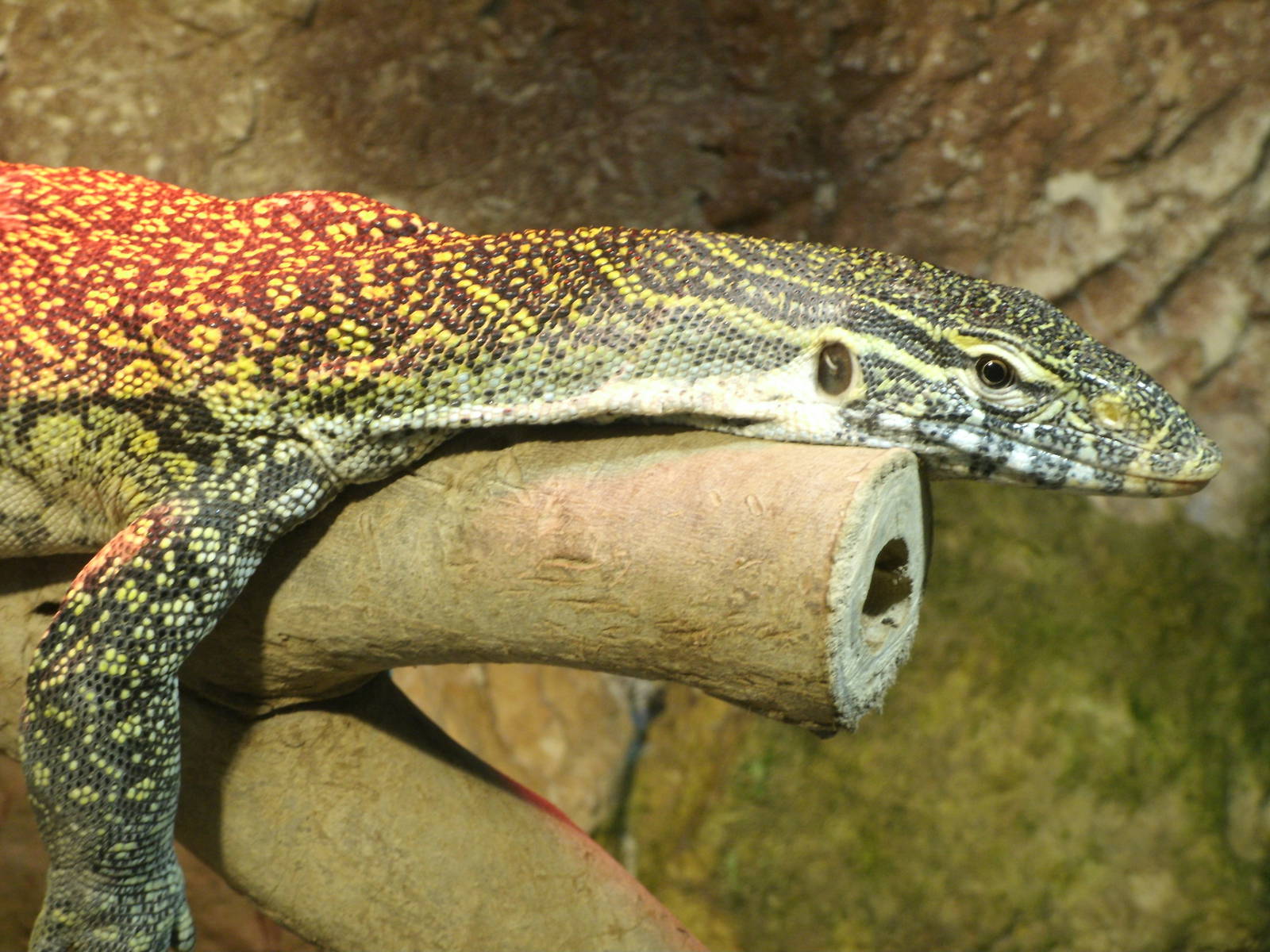 Mixed images of different animals at Mediterraneo Marine Park, Malta