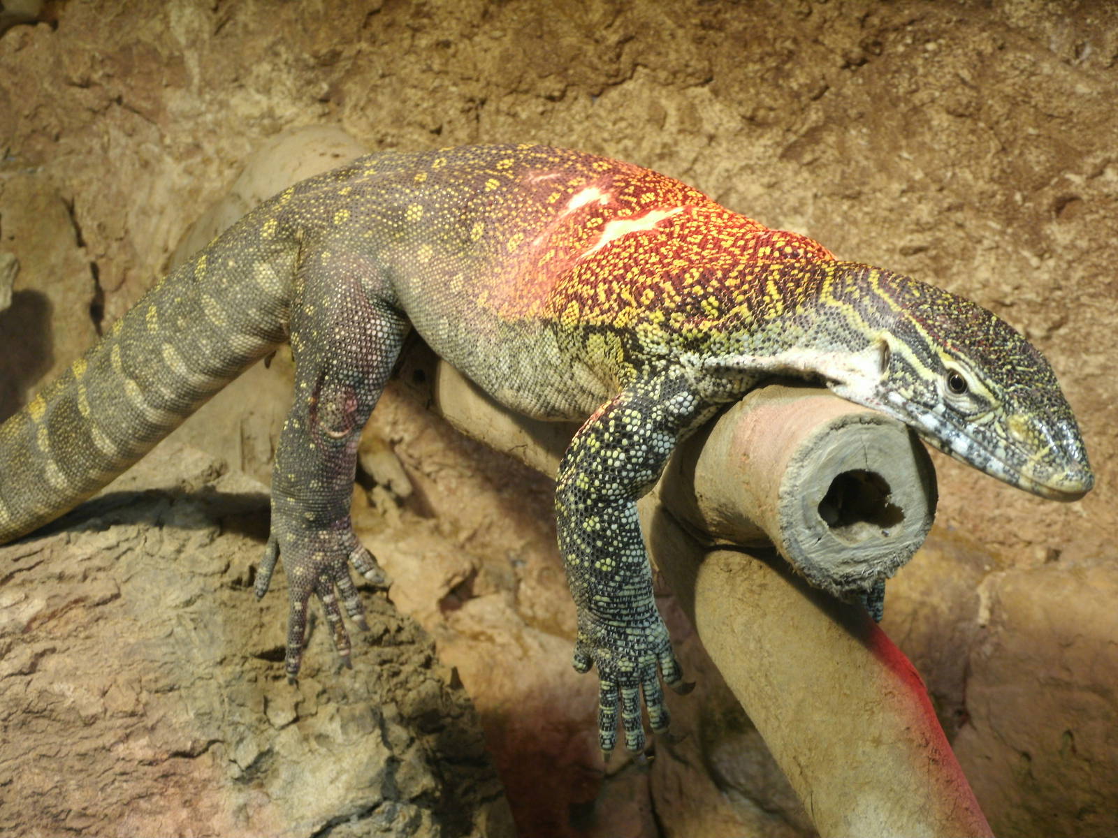 Mixed images of different animals at Mediterraneo Marine Park, Malta