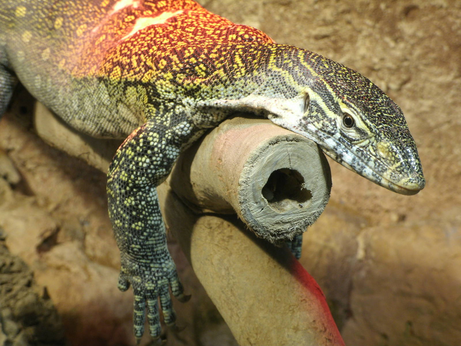 Mixed images of different animals at Mediterraneo Marine Park, Malta