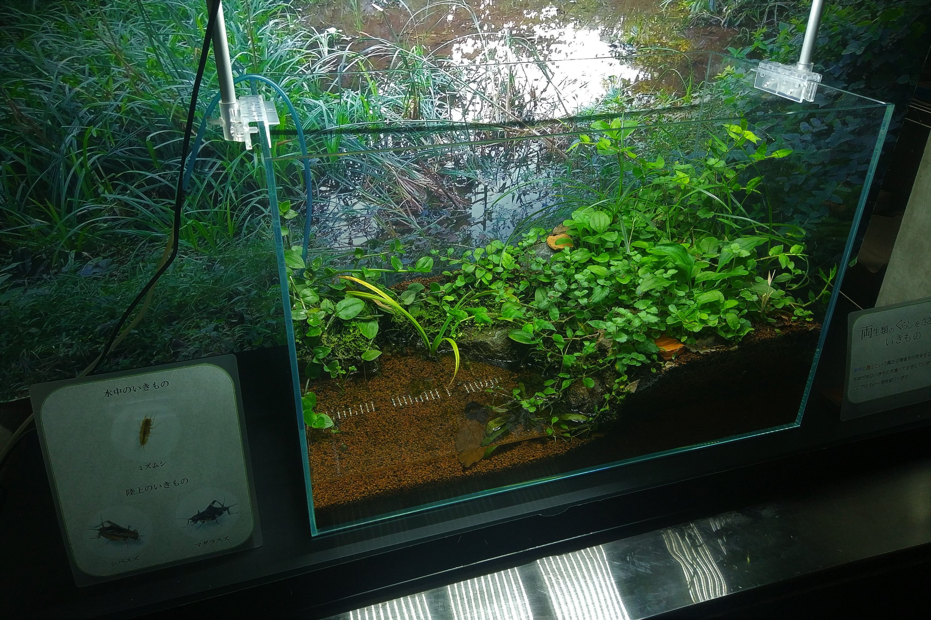 Mixed Insect Exhibit