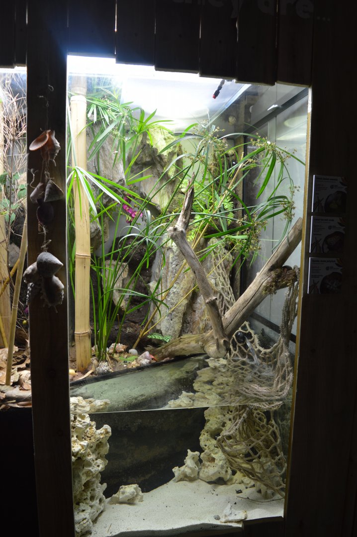 Mixed invertebrate exhibit 3