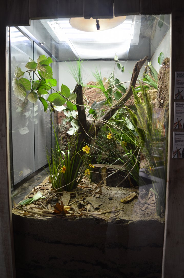 Mixed invertebrate exhibit 4