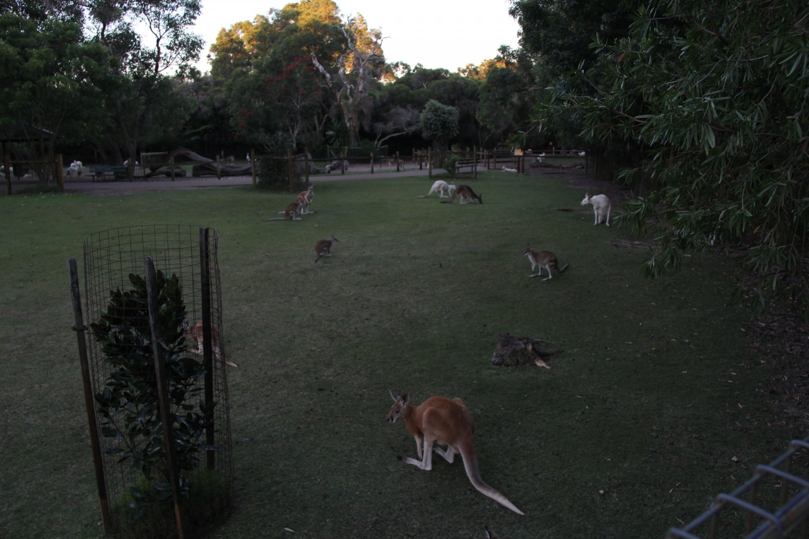 mixed kangaroo exhibit