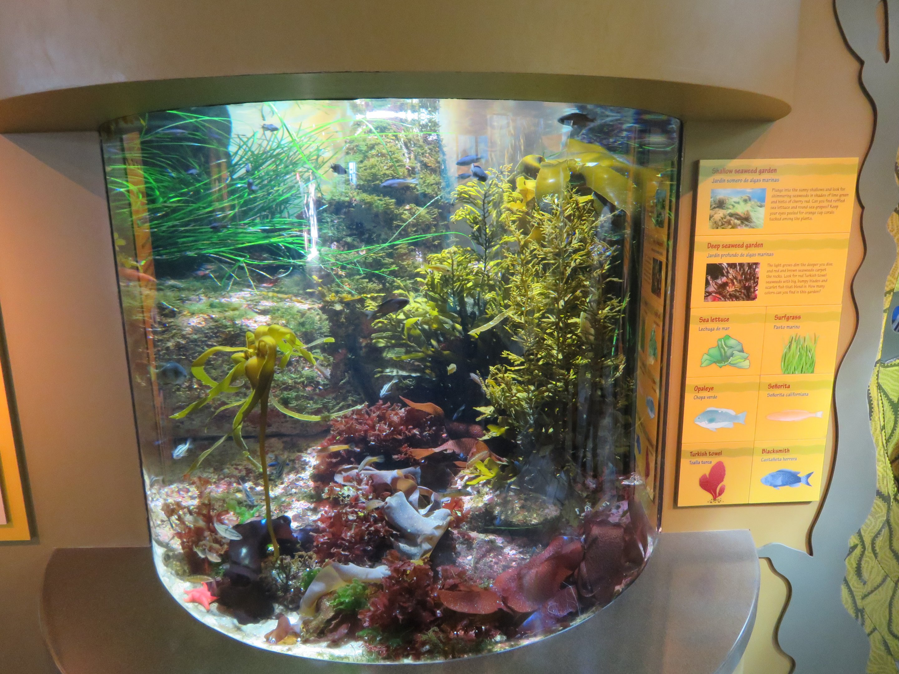 Mixed Kelp Forest Tank
