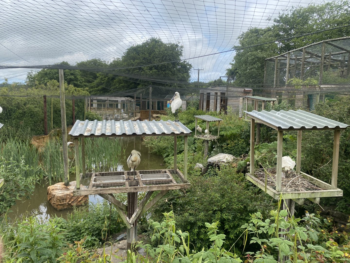 Mixed lake aviary 050625