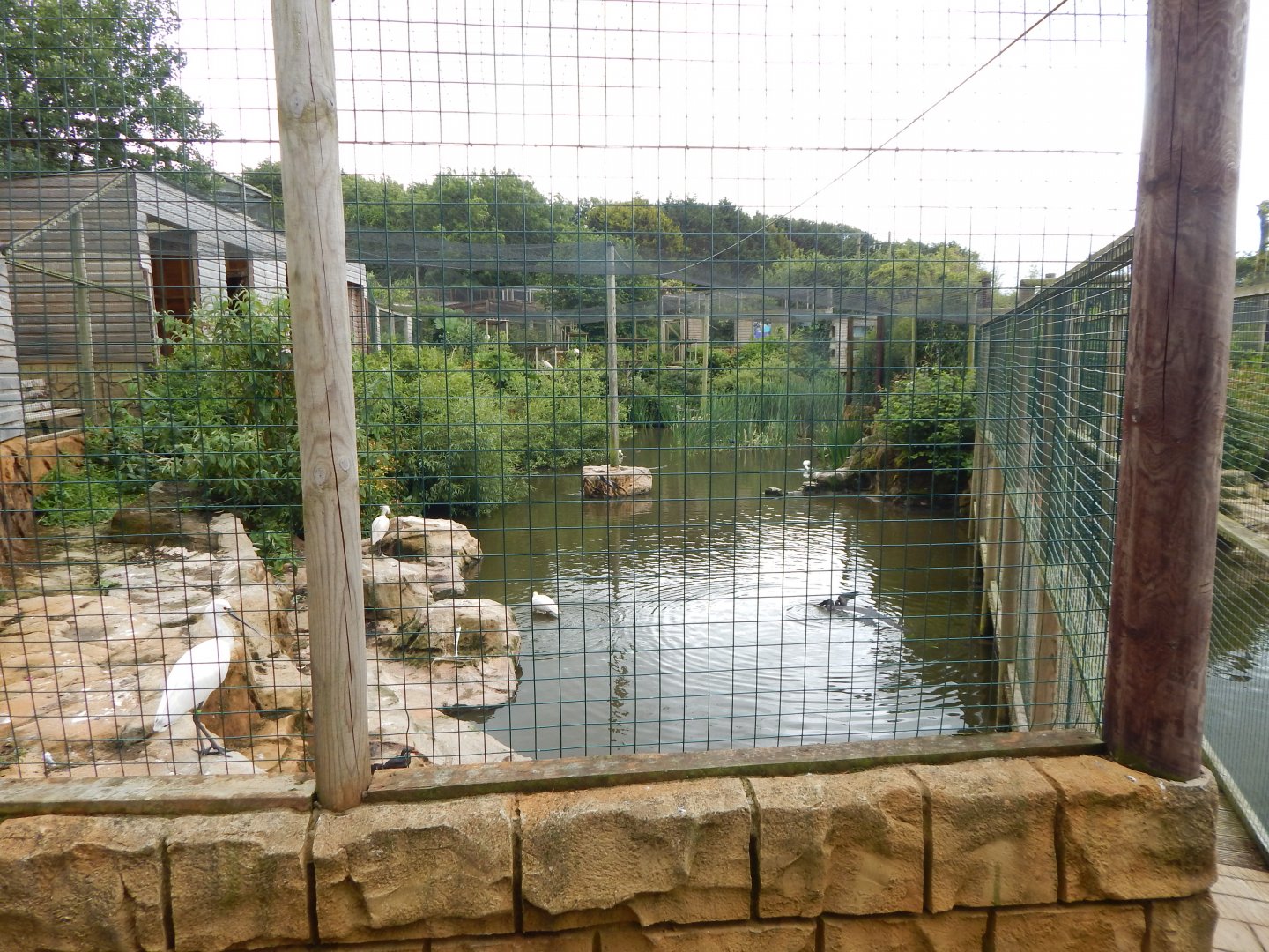 Mixed lake aviary from other side 050625