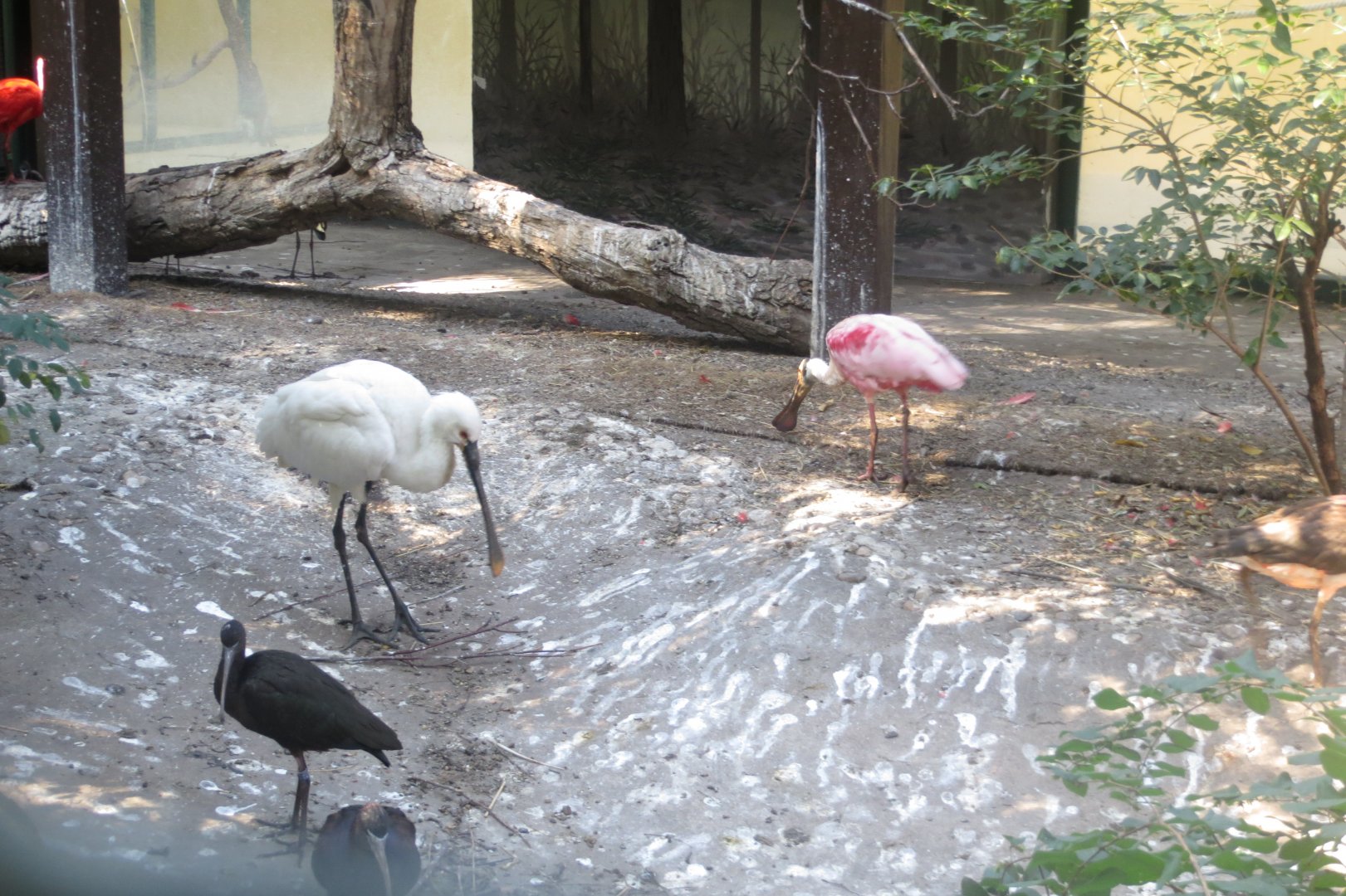 Mixed large wading bird exhibit 171018
