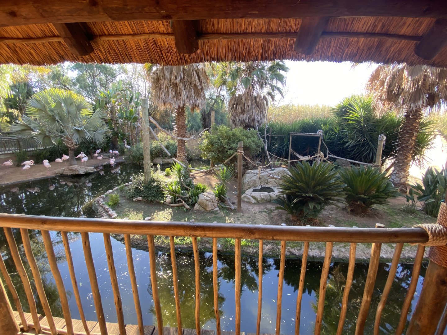 Mixed lemur and flamingo enclosure