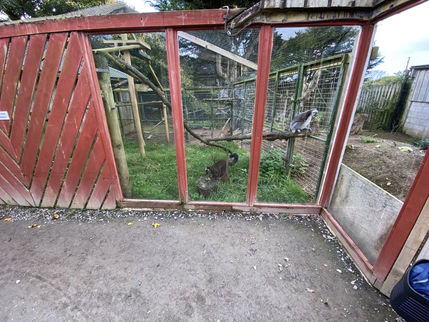 Mixed lemur enclosure 151022